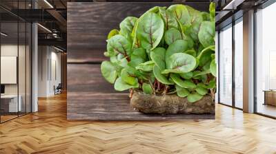 Organic micro greens. Sorrel . Wood background. Wall mural