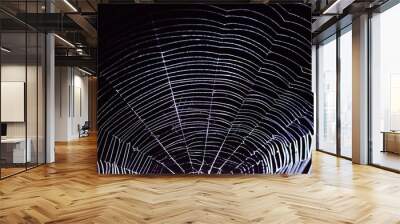 spider web on a dark background Wall mural