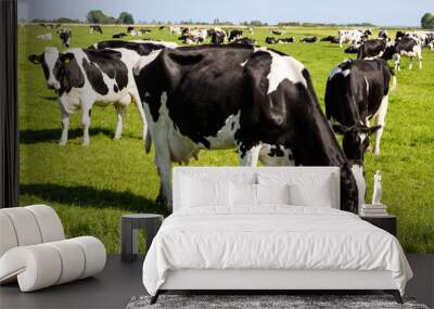 Black and white cows on farmland Wall mural