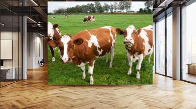 Brown white cows Wall mural