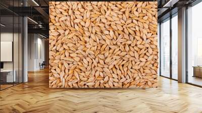 Malted barley grains background. Barley seed close up. Top view. Wall mural