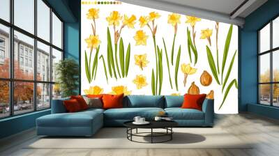 Flowers vector line drawing. Daffodils line drawn on a white background. Spring flowers. Sketch color line. Wall mural