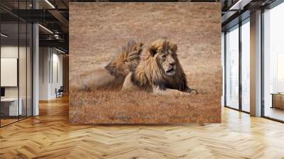 Two male lions lying in the grass Wall mural