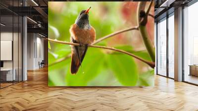 Rufous-tailed hummingbird perched on branch in lush forest Wall mural