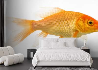  Goldfish on White Wall mural