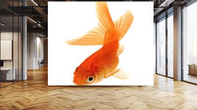  Goldfish on White Wall mural