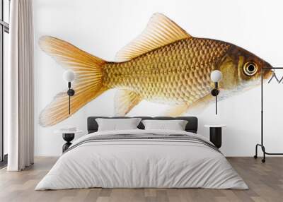 Fish Wall mural