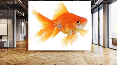 Gold Fish on White Background Wall mural