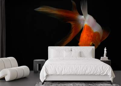 Goldfish on black background Wall mural