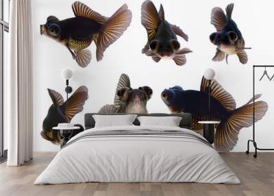 Set of goldfish on a white background Wall mural