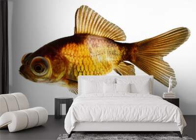 Telescope eye goldfish Wall mural