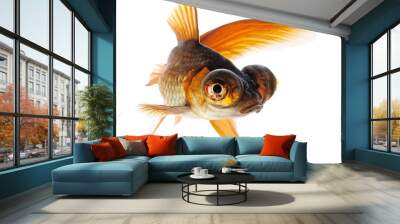 Telescope eye goldfish Wall mural