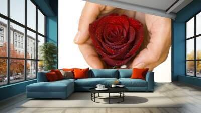 rose in hands on white backgrund Wall mural