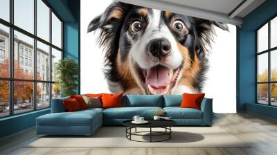 Surprised Australian Shepherd Dog Making Excited Facial Expression on Plain White Background Transparent png Wall mural