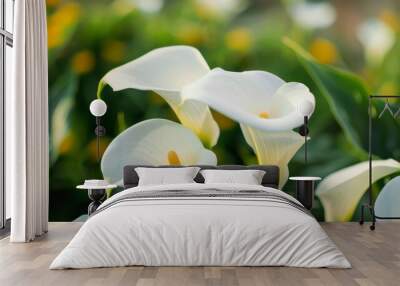 Zantedeschia aethiopica, commonly known as calla lily and arum lily. Beautiful blooming flowers Wall mural