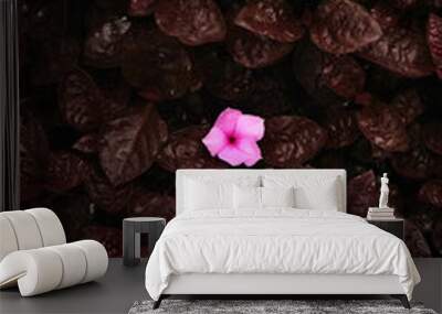 Brown col our leaves with pink col our flower in middle for backgrounds. Wall mural