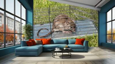 Brown rat in a mousetrap on green grass in the garden Wall mural