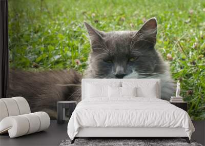 Grey young female cat resting on fresh green grass meadow closeup Wall mural