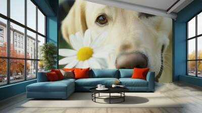 Closeup of dog and daisy flower, spring concept  Wall mural