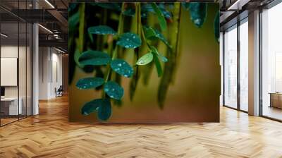 water drops on a green leaf Wall mural