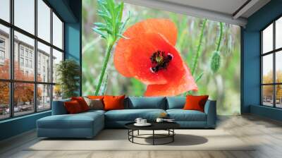 Red poppy Wall mural