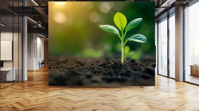 A small green plant is growing in the dirt Wall mural