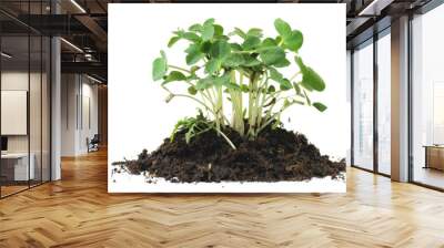 Photograph of a legume sprouting from the soil, its tiny green leaves emerging from the earth against a transparent background. Wall mural