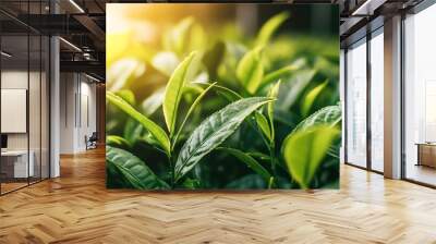 Close-up of vibrant green tea leaves basking in sunlight, showcasing fresh growth and natural beauty in a serene environment. Wall mural