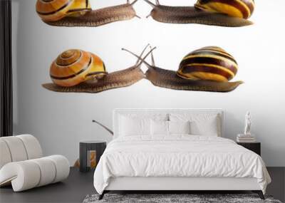 meeting of two snails Wall mural