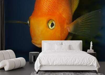 big goldfish Wall mural