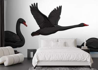 Vector set of black swans. Three swans isolated on white background. Wall mural