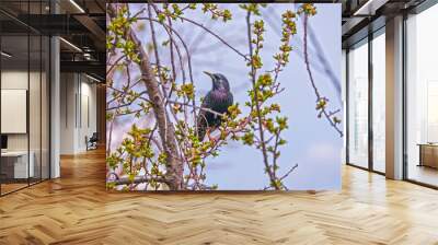 Starling male sitting on the branches of a tree Wall mural