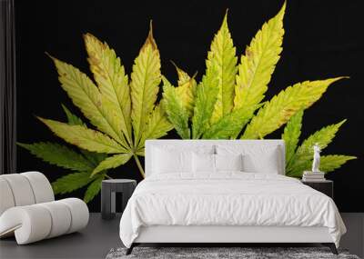 background of of incomplete marijuana leaves and sick with characteristics edge of the leaf that burns or rust Wall mural