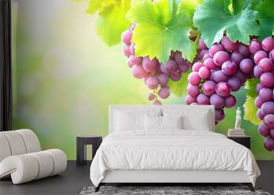 Bunches of ripe purple grapes hanging on vine with vibrant green leaves, sunny vineyard and natural fruit growing concept Wall mural