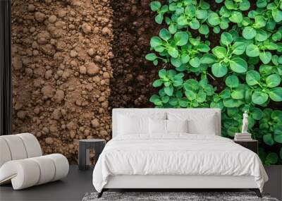 Contrast between dry soil and lush green seedlings growing in fertile ground, gardening and plant cultivation concept with copy space Wall mural