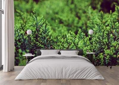 green needles background Wall mural