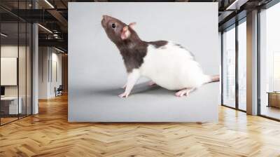 laboratory rat Wall mural