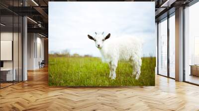 young goat grazes in a meadow. Wall mural