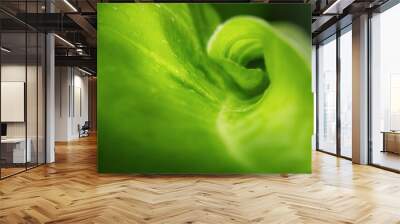 The palm leaf curls. Abstract nature background Wall mural