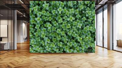 closeup view of small green leaves, sprout carpet wallpaper concept, nature background Wall mural