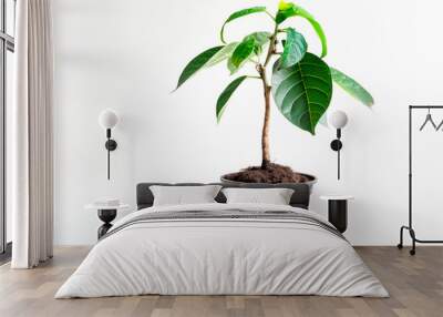 Avocado tree plant in the pot isolated on white background with copy space Wall mural