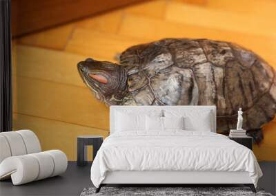 People care for and play with a pet red-eared turtle. Wall mural