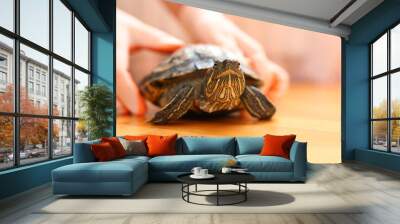 People care for and play with a pet red-eared turtle. Wall mural