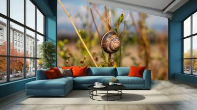 snail on the grass Wall mural