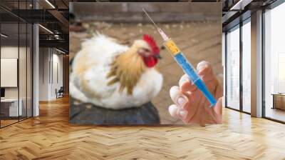 Hand holds syringe and chicken in background. Antibiotics, vaccination and testing on animals concept. Wall mural