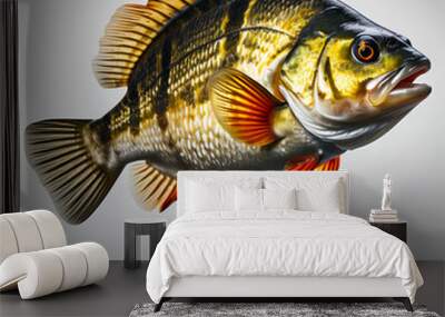 european perch over white background Wall mural