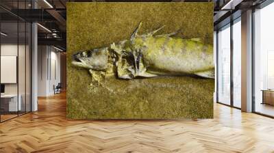 Dead fish on sand. Close up. Wall mural