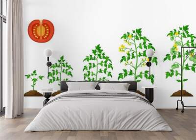 Tomato growth stage, vegetable plant grow cycle of agriculture seedling. Cultivation tomato process vector phases from seed to sprout, garden vegetables crop and farm harvest Wall mural