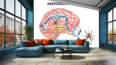 Amygdala function with brain response to fear stimulus outline diagram. Labeled educational medical scheme with fearful threat input, visual thalamus and cortex connection process vector illustration Wall mural