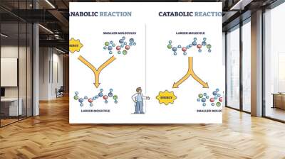 Anabolic vs catabolic reaction comparison in metabolism outline diagram. Labeled educational cellular ATP energy storage building up and breaking down bio chemical process cycle vector illustration. Wall mural